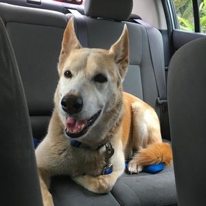 Meet your Posher, Lunarialis